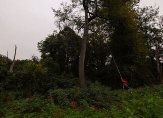 Decorative Art of the Golden Gate