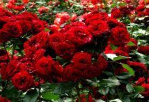 Sacred Serpents Near Thebes