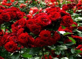 Sacred Serpents Near Thebes